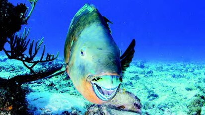 Έρευνα σε δόντια παπαγαλόψαρων - Μπορεί να σημάνουν μια νέα εποχή στην ανάπτυξη βιοϋλικών