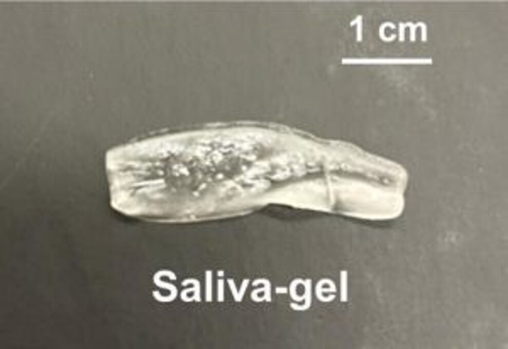 Tuto malou gelovitou strukturu vyvinuli výzkumníci z Purdue University; dokáže absorbovat a uvolňovat umělou slinu. (Obrázek: American Chemical Society)