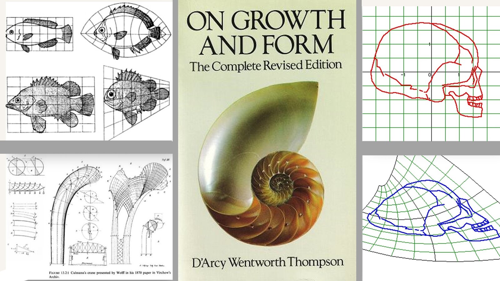 Sobre la validez de los biotipos faciales