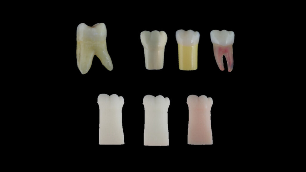 Dental students need better-quality artificial teeth for practice