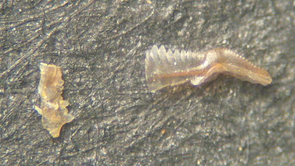 Pesquisa em fósseis pode revelar a origem dos dentes