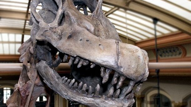 Scientists use teeth to measure temp of dino blood