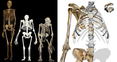 Schweizer Forscher entdeckt unbekannte Zähne in Fossilien