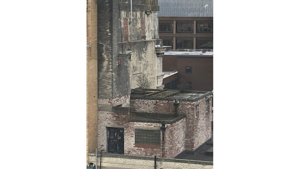 Column Casper P. Bots: Zie de boom op je dak