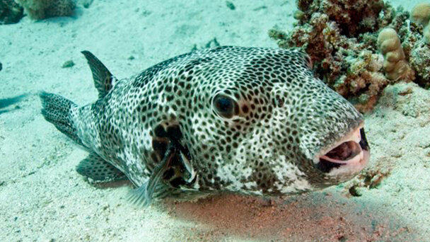 Una ricerca sul pesce palla potrebbe aiutare a risolvere il problema dell’edentulia nell’uomo