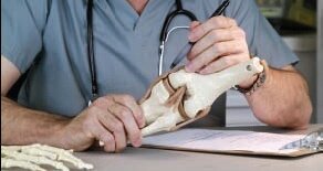 口腔细菌导致人工关节置换失败