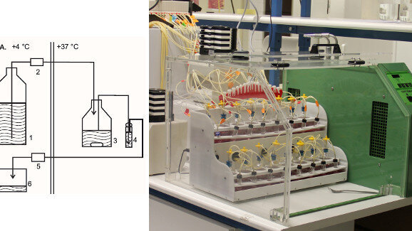 Evaluating the cariogenicity of food ingredients