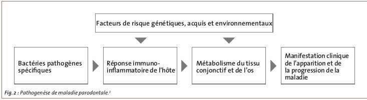 Pathogenèse de maladie parodontale.3
