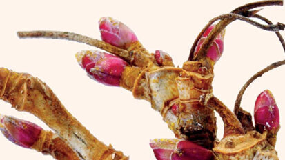 Le cassis  (Ribes nigrum L.) en gemmothérapie :  Intérêt de la prescription en odontologie