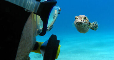 Evolution unserer Zähne nach Kugelfisch-Vorbild