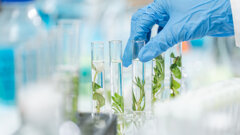 Pflanzenstoff Morin als möglicher Baustein zukünftiger Parodontitistherapien