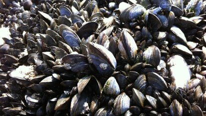 Mossel-geïnspireerde stof verbetert de binding van bestanddelen in tandvullingen