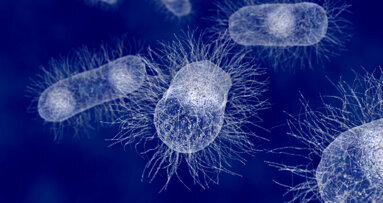 Les graines germées seraient une cause possible des infections par  Escherichia coli entéro hémorragique (ECEH)