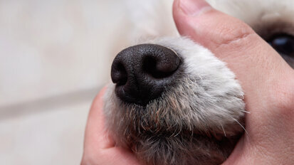 Environmental Protection Agency takes steps to reduce animal testing Environmental Protection Agency takes steps to reduce animal testing