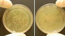 Prozone potwierdza skuteczność ozonu w leczeniu stomatologicznym