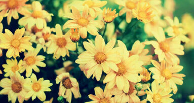 Un remède « Un draineur pré et postchirurgie » : mode d’emploi clinique au cabinet dentaire