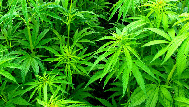 Cannabis als Medizin?