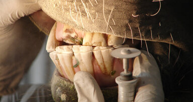 Bereits vor 3.000 Jahren Zahnbehandlung bei Pferden