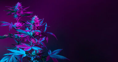 Study points to lack of formal education on cannabis in dentistry