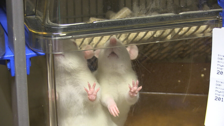 Proefdieren in het CDL Nijmegen.