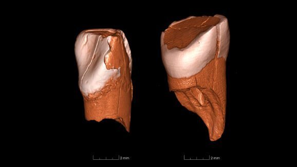 La preuve par les dents :  aux racines de l’homme moderne