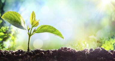 Mit Pflanzenpeptiden im Kampf gegen Karies