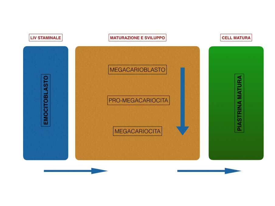 Fig. 1 - La via formativa piastrinica a partire dagli Emocitoblasti.