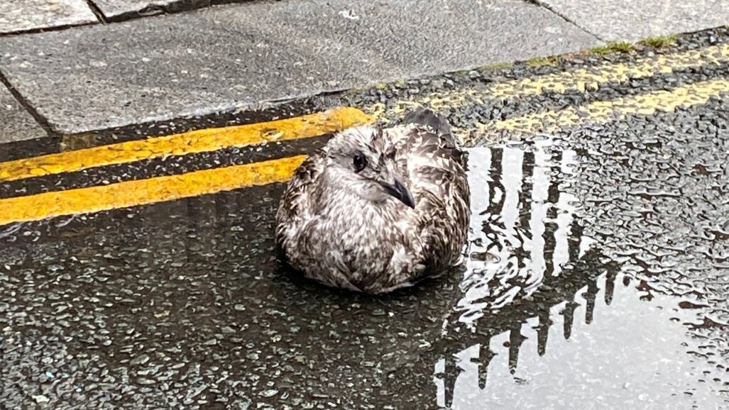 Column Casper Bots: Sla je vleugels uit en vlieg!