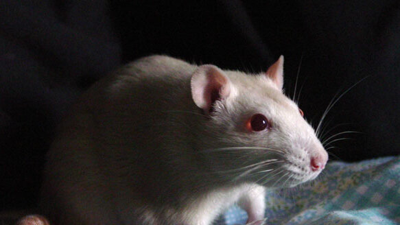 Molecule stops caries in lab rats