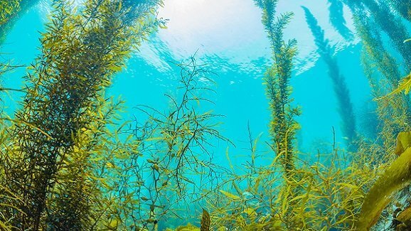 Premiato il farmaco alle alghe che aiuta a combattere le malattie