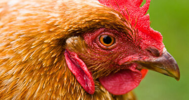 Retour du virus H5N1 de l’influenza aviaire