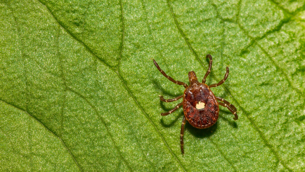 Zespół alfa-gal (AGS): Alergia wywoływana przez kleszcze stwarza ukryte ryzyko w stomatologii