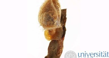 Kleber von Meereskrebsen untersucht