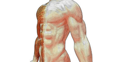 Renzo (CAO): Dentisti attenti! L’utilizzo di tessuto muscolo-scheletrico fuori dalle norme è molto rischioso