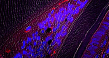 Blood vessel cells aid tissue repair in teeth