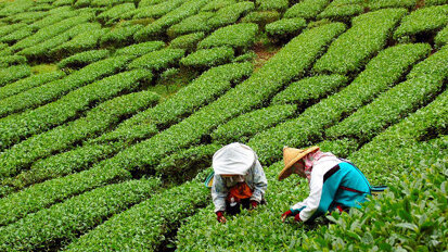 Fluor w herbacie może powodować choroby kości