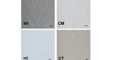 La biocompatibilidad en odontología regenerativa