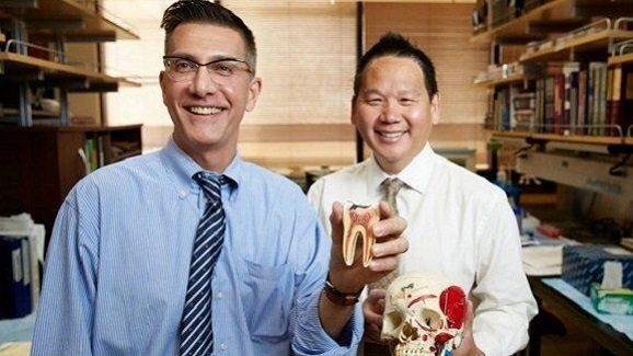 Cellule staminali estratte con successo dai terzi molari