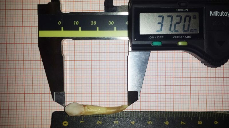 Najduži zub na svetu: Zub iz Ofenbaha dužine 37,2 mm