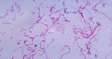 Oral pathogen protects tumour cells against immune cells