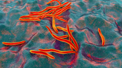 Study links oral bacterium to breast cancer initiation and progression