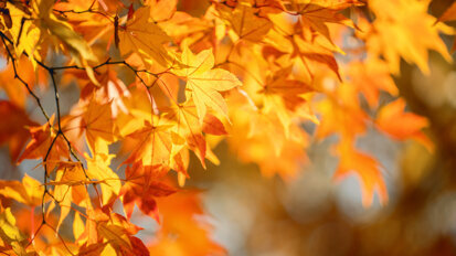 Maple polyphenol shows promise in preventing dental biofilms