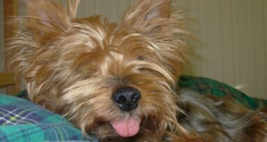 Luty miesiącem zdrowia jamy ustnej zwierząt