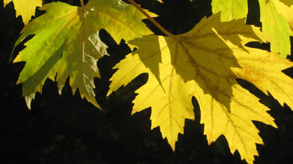 Henry Schein helps plant more than 6,500 trees Henry Schein helps plant more than 6,500 trees