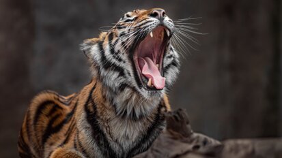 Column Richard Mastwijk: De tandeloze tijger