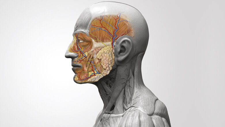 Dissezione anatomica in chirurgia orale: Guida per un’operatività consapevole