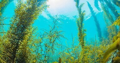 Premiato il farmaco alle alghe che aiuta a combattere le malattie