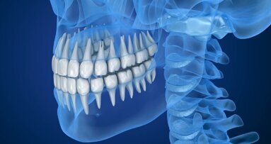 Mâcher et mordre pour actionner la croissance dentaire