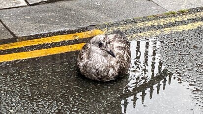 Column Casper Bots: Sla je vleugels uit en vlieg!