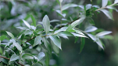 Dans l’exercice dentaire – Mode d’emploi clinique – Action antidouleur : saule blanc